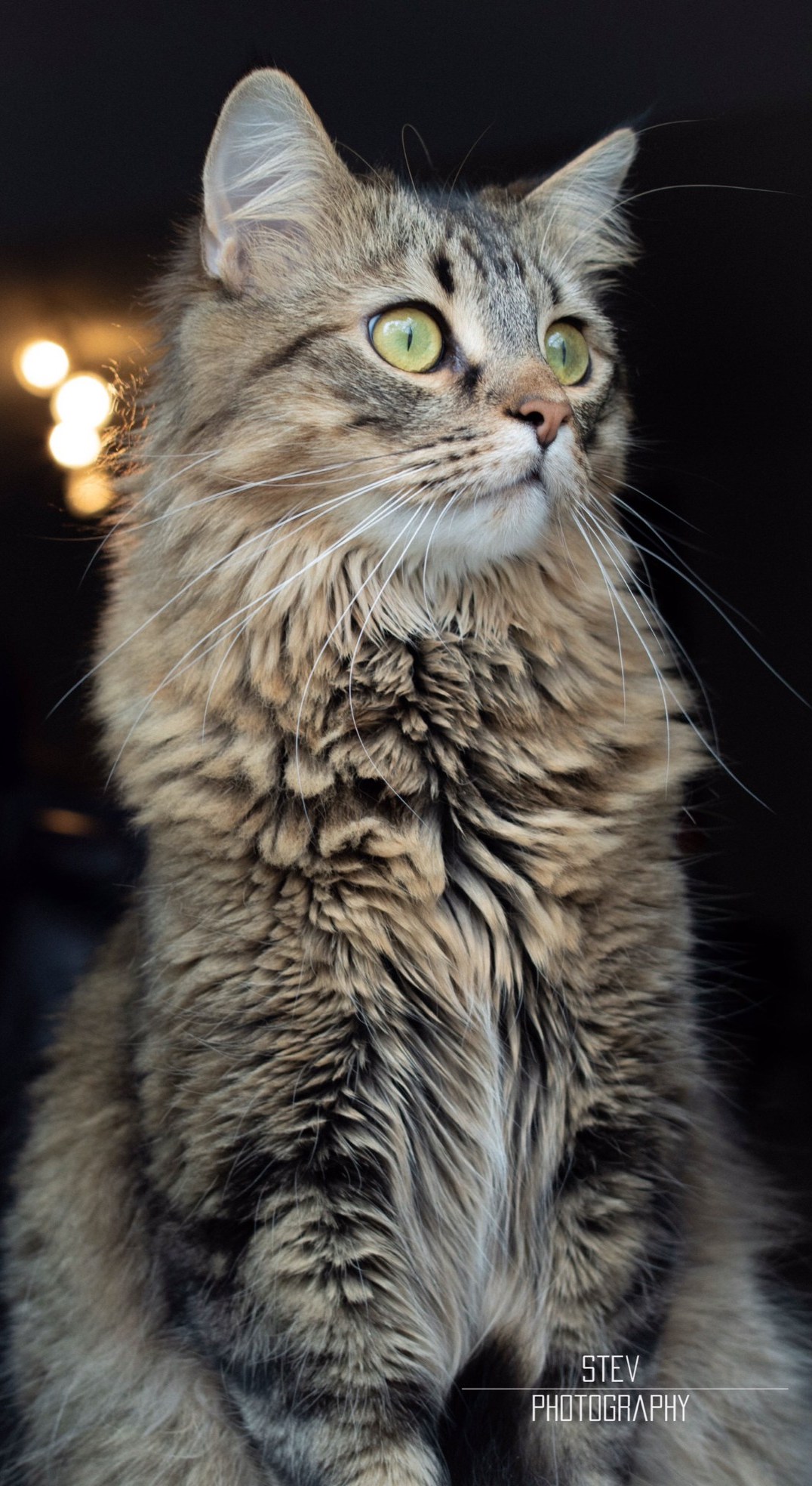 Long-haired tabby cat with green eyes by a window, by @stevfilmstudios